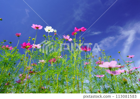Looking up at the early morning autumn sky and fresh cosmos from a low angle 113081583