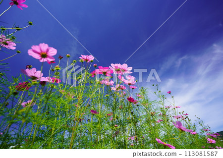 Looking up at the early morning autumn sky and fresh cosmos from a low angle 113081587