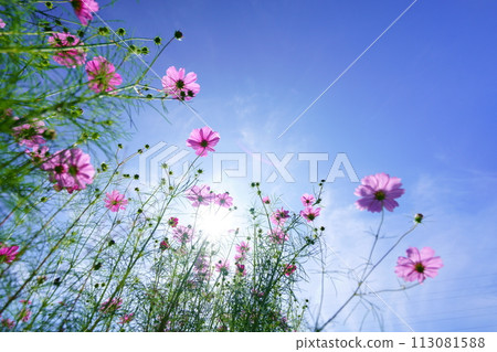 Looking up at the early morning autumn sky and fresh cosmos from a low angle 113081588