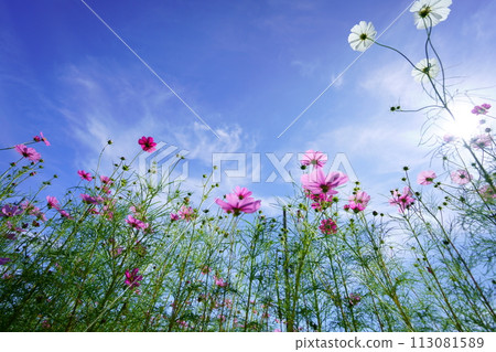Looking up at the early morning autumn sky and fresh cosmos from a low angle 113081589