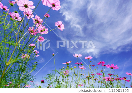 Looking up at the early morning autumn sky and fresh cosmos from a low angle 113081595