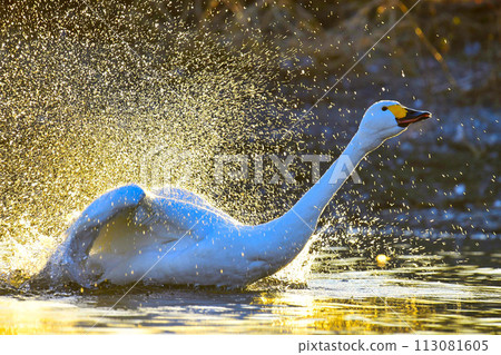 Swan flying place: Saitama Kawajima Town 113081605