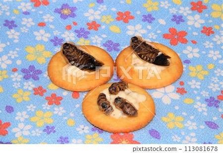 insect food snack 113081678