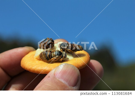 insect food snack insect food snack 113081684