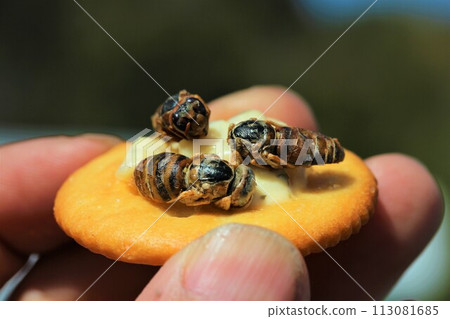 insect food snack 113081685