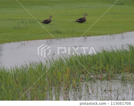 A pair of spot-billed ducks searching for food near the water. 113081708