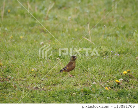 A stonefinch roams the grassy area of the Arakawa River in search of food. 113081709