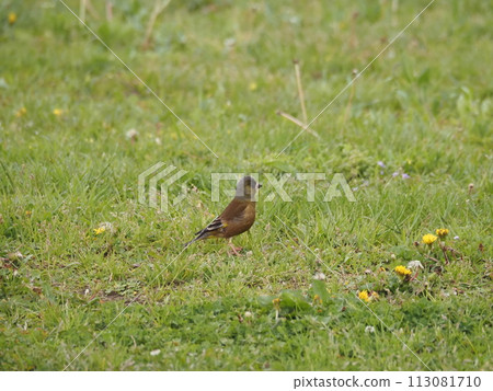 A stonefinch roams the grassy area of the Arakawa River in search of food. 113081710
