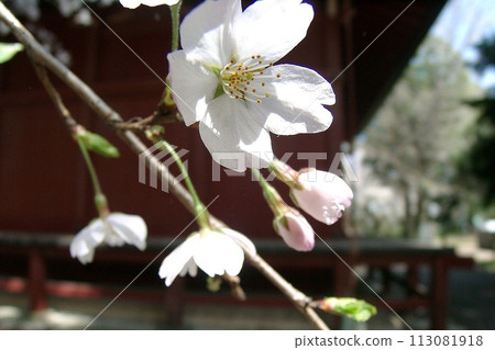 大田區歷史公園 三佛堂西側盛開的櫻花 (2012.4) 櫻花筆記本 淡粉色花蕾 1市3町合併後 113081918