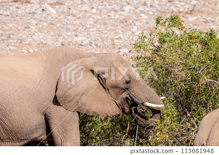 Desert Elephant in Namibia 113081948