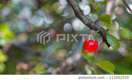 Thai or Acerola cherries fruit on the tree, high vitamin C and antioxidant fruits. Thai or Acerola cherries fruit on the tree, high vitamin C and antioxidant fruits. 113082030