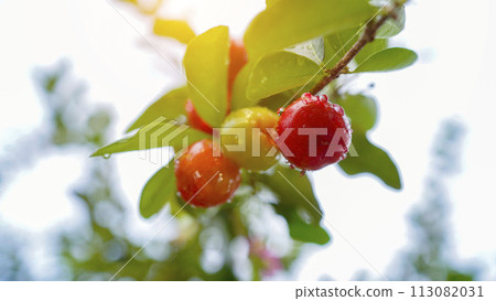 Thai or Acerola cherries fruit on the tree, high vitamin C and antioxidant fruits. 113082031