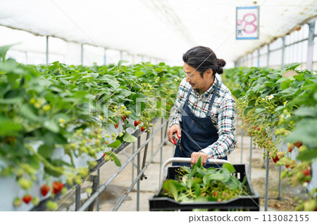 Senior man harvesting strawberries in a greenhouse Senior man harvesting strawberries in a greenhouse 113082155