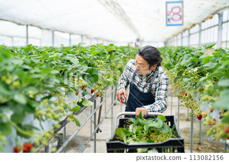 Senior man harvesting strawberries in a greenhouse Senior man harvesting strawberries in a greenhouse 113082156