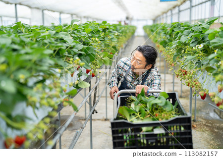 Senior man harvesting strawberries in a greenhouse Senior man harvesting strawberries in a greenhouse 113082157