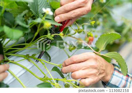 Cut off unnecessary strawberry leaves with scissors 113082158
