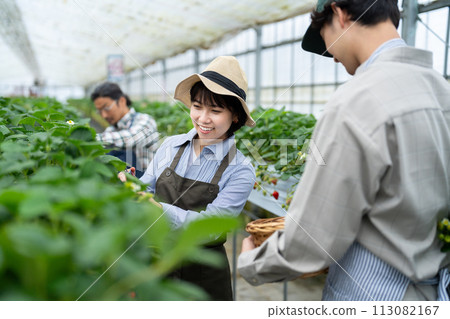 Producers working in greenhouses Producers working in greenhouses 113082167