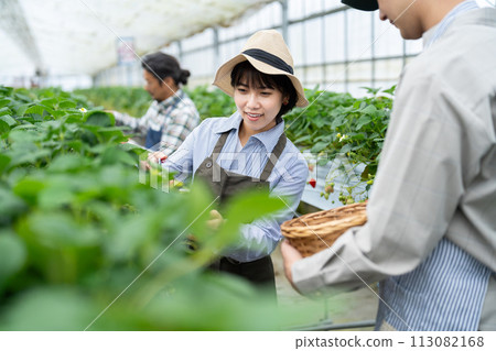 Producers working in greenhouses Producers working in greenhouses 113082168