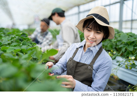 Producers working in greenhouses Producers working in greenhouses 113082171