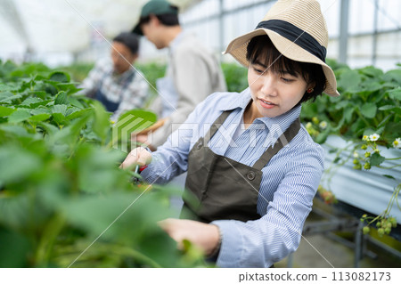 Producers working in greenhouses Producers working in greenhouses 113082173