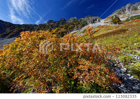 北阿爾卑斯山和奧穗高山唐澤捲曲的秋葉 113082335