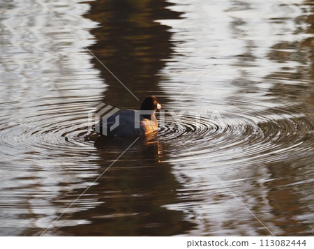 A coot foraging in the winter Arakawa River in Kawaguchi City A coot foraging in the winter Arakawa River in Kawaguchi City 113082444
