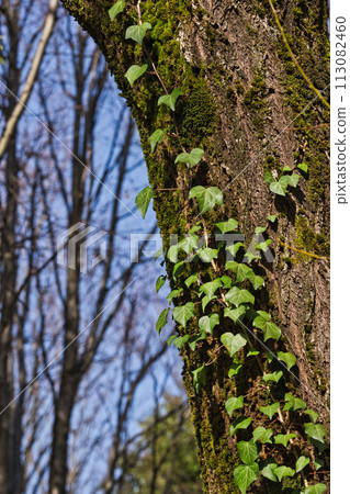 Flowers around the library in spring 113082460