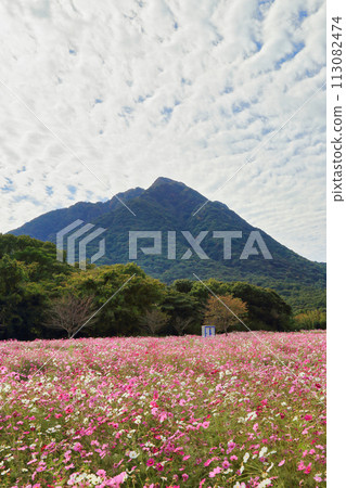 島原 Hihari Sanka 公園的波斯菊和雲仙山(11 月,長崎縣) 島原 Hihari Sanka 公園的波斯菊和雲仙山(11 月,長崎縣) 113082474