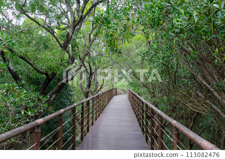 穿過台灣紅樹森林自然保護區的步道 穿過台灣紅樹森林自然保護區的步道 113082476