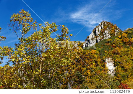 Autumn leaves and folding screen ears in the Northern Alps 113082479