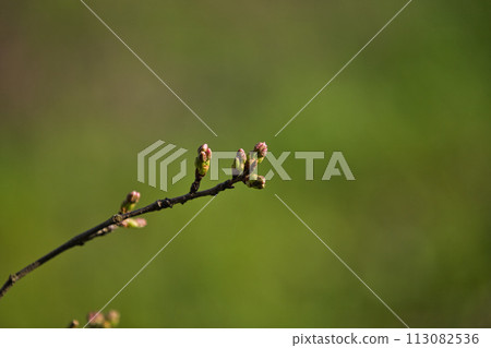 Flowers around the library in spring Flowers around the library in spring 113082536