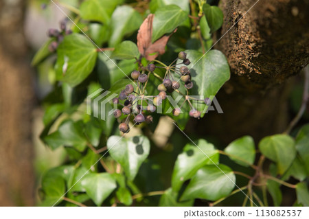 Flowers around the library in spring Flowers around the library in spring 113082537