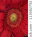A space with flowers - Gerbera 113082792