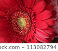 A space with flowers - Gerbera 113082794