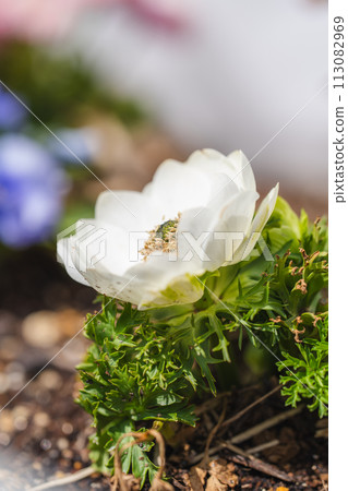 anemone white 113082969