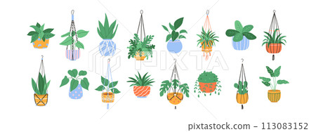 Set of macrame hangers. Home plants in stylish planters and pots. Vector illustration 113083152