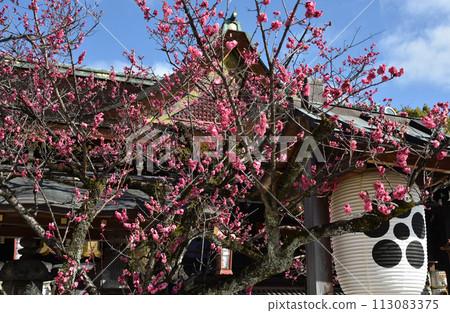The sacred red plum tree “Tobiume” Kitano Tenmangu Shrine The sacred red plum tree “Tobiume” Kitano Tenmangu Shrine 113083375