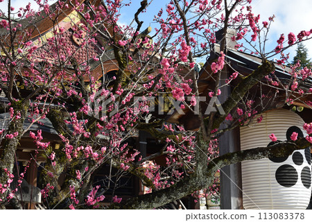 The sacred red plum tree “Tobiume” Kitano Tenmangu Shrine 113083378