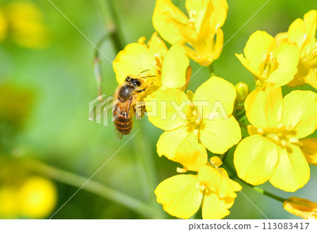 Rape blossoms and bees 113083417