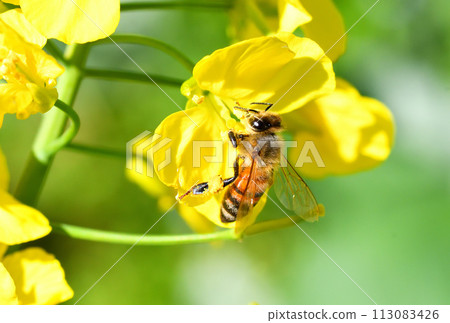 油菜花和蜜蜂 113083426