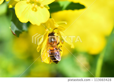 Rape blossoms and bees 113083428