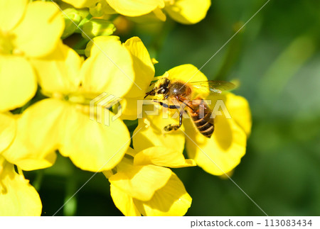 Rape blossoms and bees 113083434