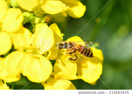 Rape blossoms and bees 113083435