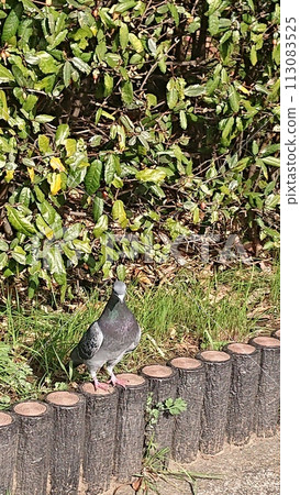 pigeon pigeon 113083525