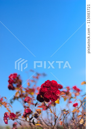 Beautiful roses blooming under the blue sky Beautiful roses blooming under the blue sky 113083721