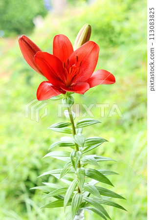 Bright red lily, large flower, oriental hybrid, green natural background 113083825