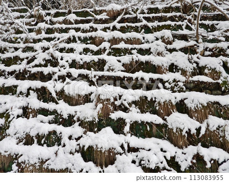 Early spring snow falling on plants for the seawall Early spring snow falling on plants for the seawall 113083955