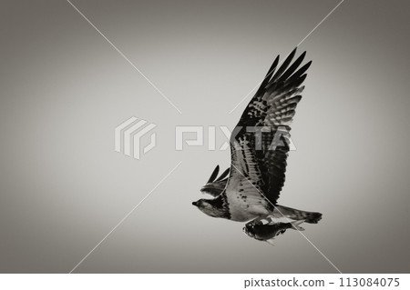 Osprey Flying with a Fish 113084075