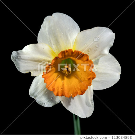 White and yellow daffodil on a black background 113084898