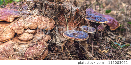 Magic of wild flora, unusually bright shiny mushrooms on stump tree, pleasant nature texture calm dark light brown background 113085031